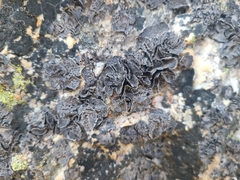 Umbilicaria decussata