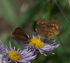 Tharsalea dorcas sangremar