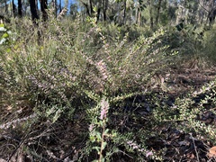 Boronia glabra