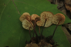 Marasmius