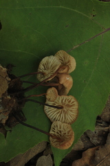 Marasmius