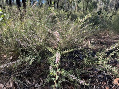 Boronia glabra
