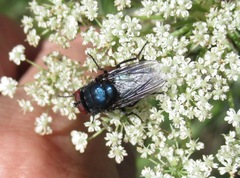 Protocalliphora azurea