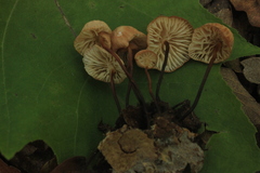Marasmius