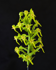 Habenaria luzmariana