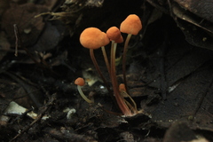 Marasmius