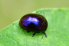Chrysolina varians
