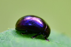 Chrysolina varians