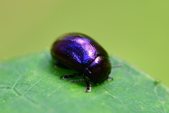 Chrysolina varians