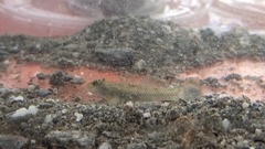Rhinogobius candidianus
