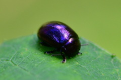 Chrysolina varians