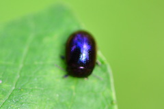 Chrysolina varians