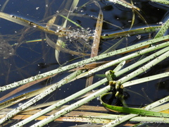 Sparganium fluctuans