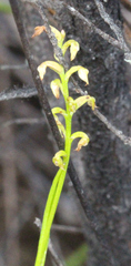 Genoplesium pumilum