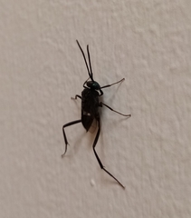 Evania appendigaster