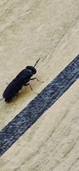 Hermetia illucens