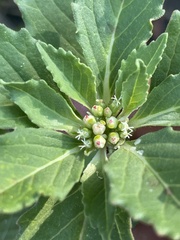 Euphorbia davidii