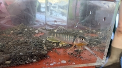 Opsariichthys pachycephalus