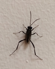 Evania appendigaster