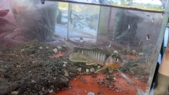 Opsariichthys pachycephalus