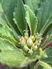 Euphorbia davidii