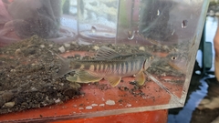 Opsariichthys pachycephalus