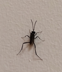 Evania appendigaster
