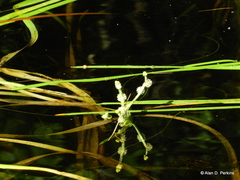 Sparganium fluctuans