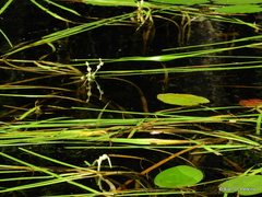 Sparganium fluctuans