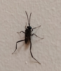 Evania appendigaster