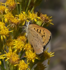 Tharsalea dorcas sangremar