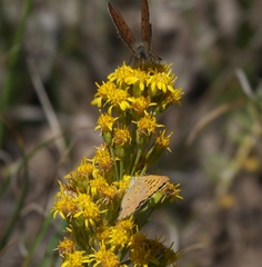 Tharsalea dorcas sangremar