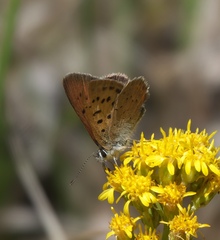 Tharsalea dorcas sangremar