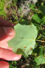 Aceria varia