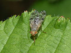 Tephritis matricariae