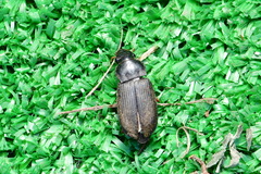 Harpalus rufipes