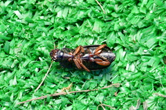 Harpalus rufipes