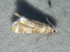 Eoparargyractis plevie