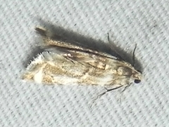 Eoparargyractis plevie