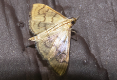 Mimorista subcostalis