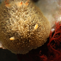 Acanthodoris nanaimoensis