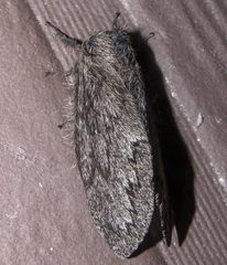 Gloveria arizonensis