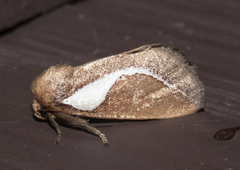 Prolimacodes trigona