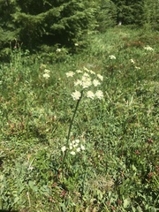 Ligusticum canbyi