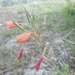 Gaura