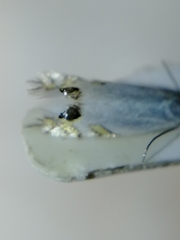 Leucoptera laburnella