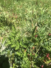 Ligusticum canbyi