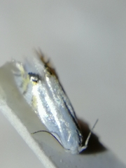 Leucoptera laburnella