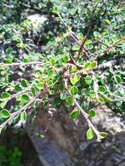Cotoneaster affinis