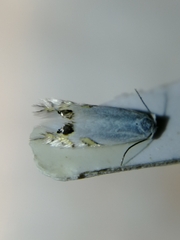 Leucoptera laburnella